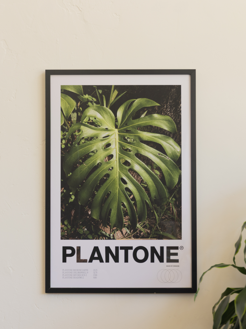 Plantone Monstera Deliciosa