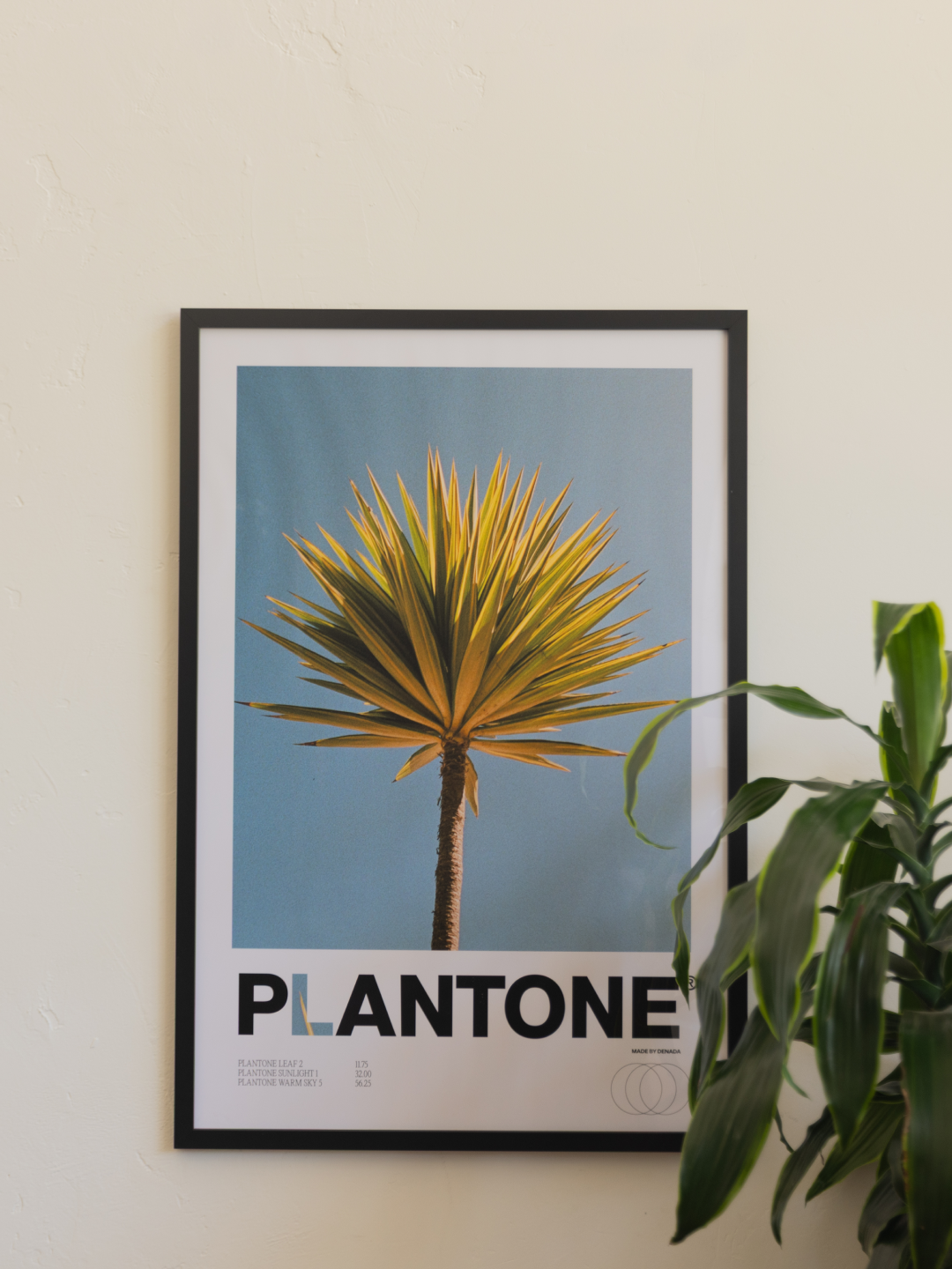 Plantone Dracaena