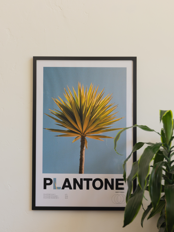 Plantone Dracaena