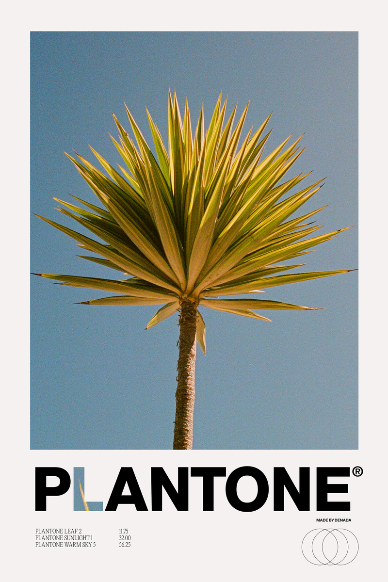 Plantone Dracaena