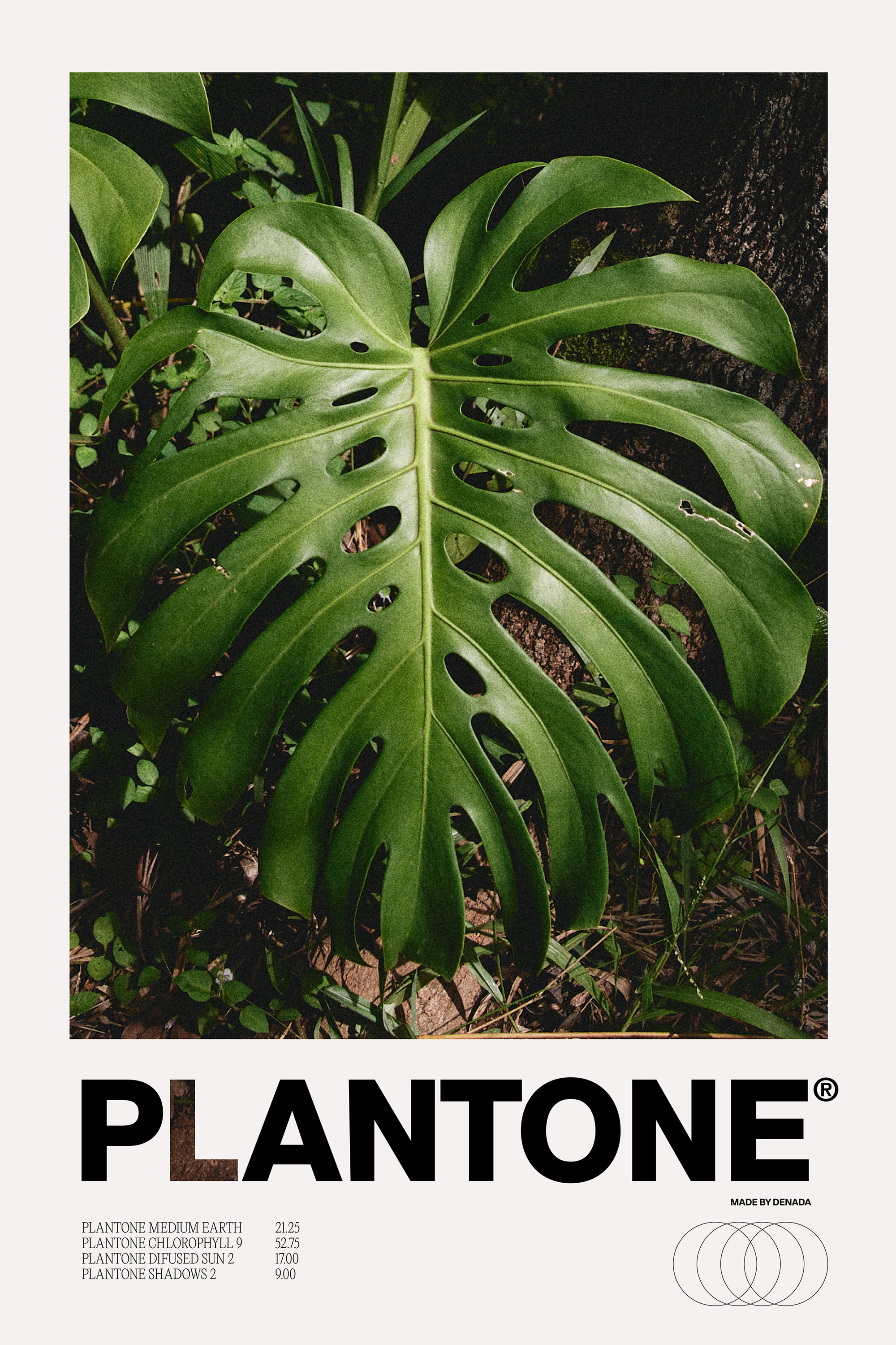 Plantone Monstera Deliciosa